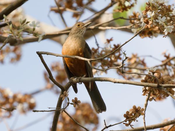 Roodbuiklijster (Turdus rufiventris)